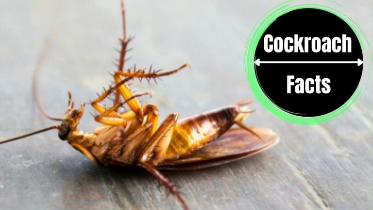 Do Cockroaches Play Dead?