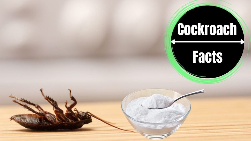 Does Baking Soda Kill Cockroaches? The Cockroach Facts