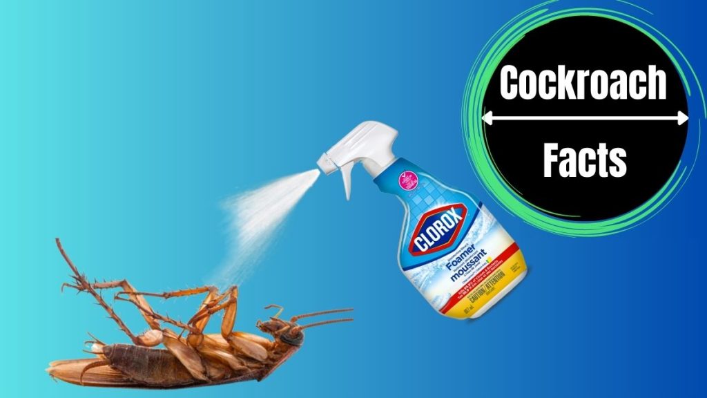 Does Bleach Kill Cockroaches? The Cockroach Facts