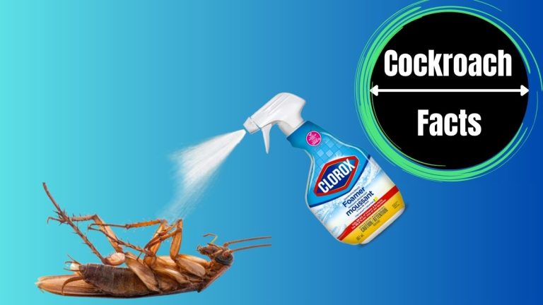 Does Bleach Kill Cockroaches?