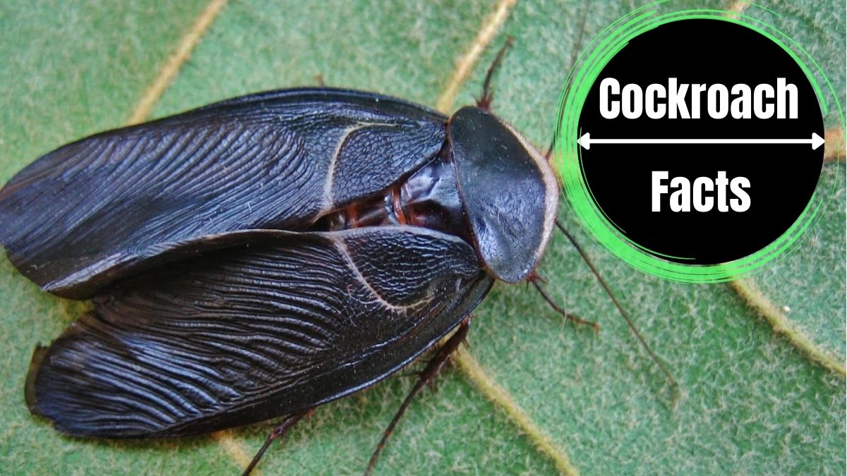 Egyptian Cockroach