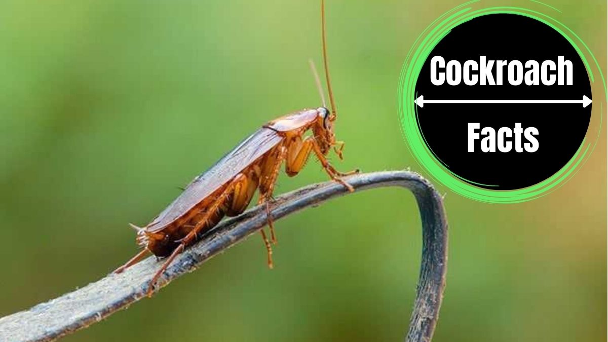 Roach vs Cockroach