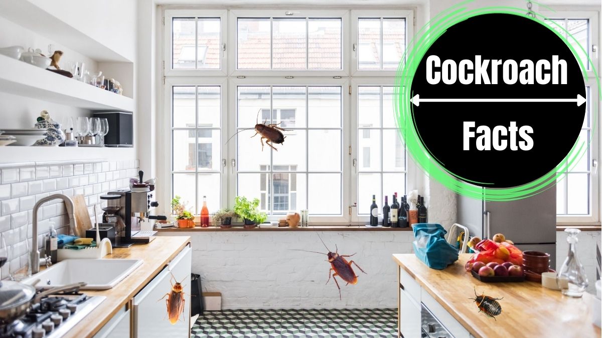 Types of Cockroaches in the Kitchen