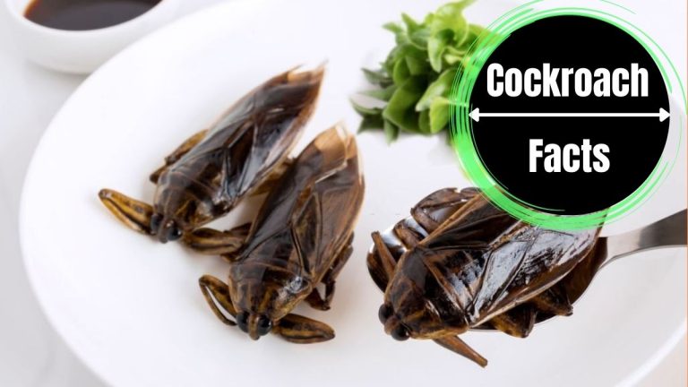 Are Cockroaches Edible?