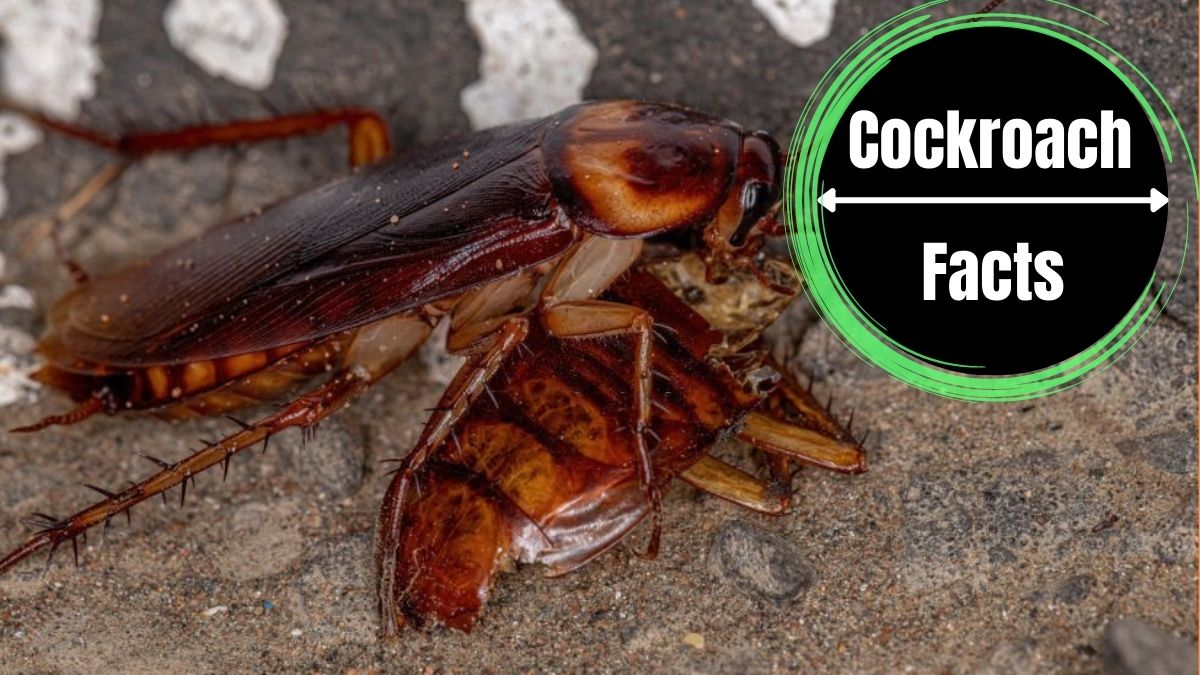 Are Roaches Cannibals?
