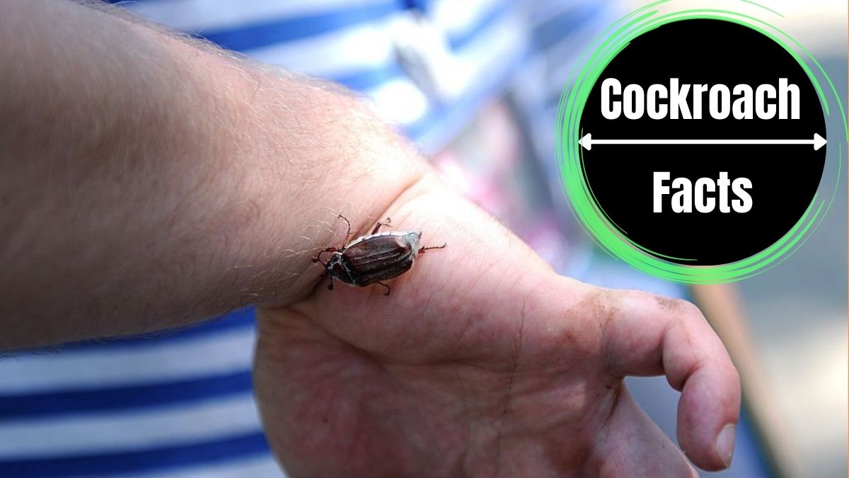 Can Cockroaches Hurt You