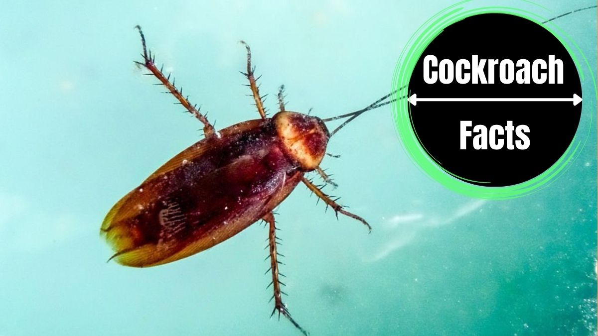Can Cockroaches Swim?