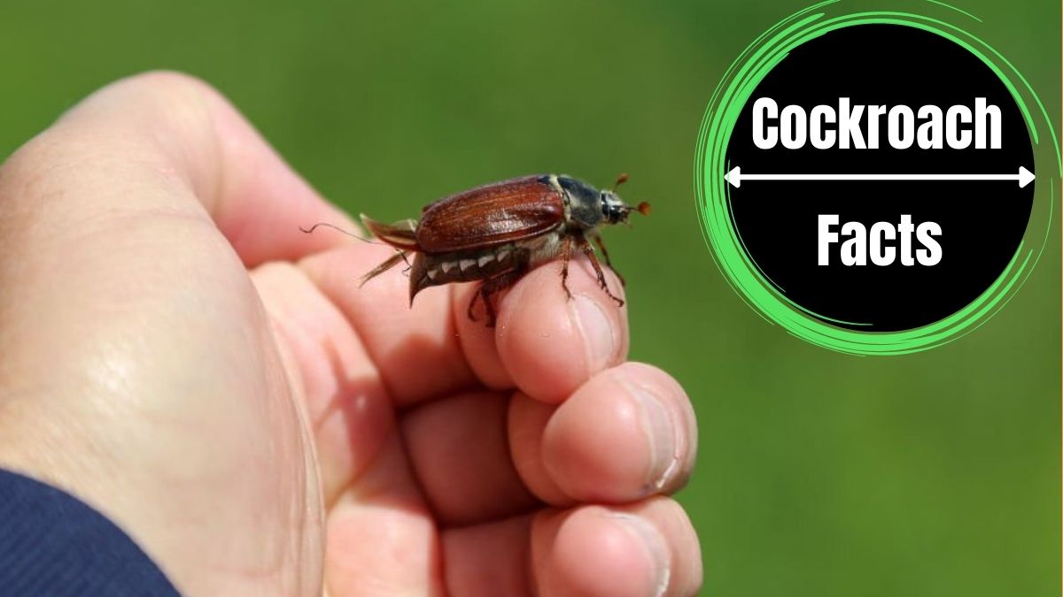 Can Cockroaches Travel On a Person?
