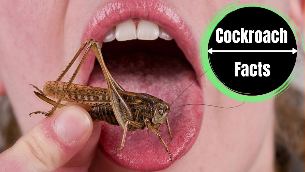 Can You Eat Cockroaches?
