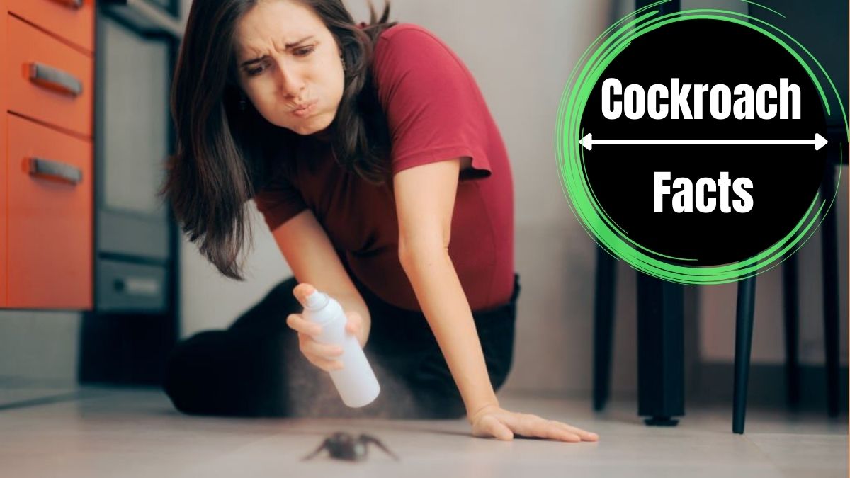 Cockroaches in Apartment
