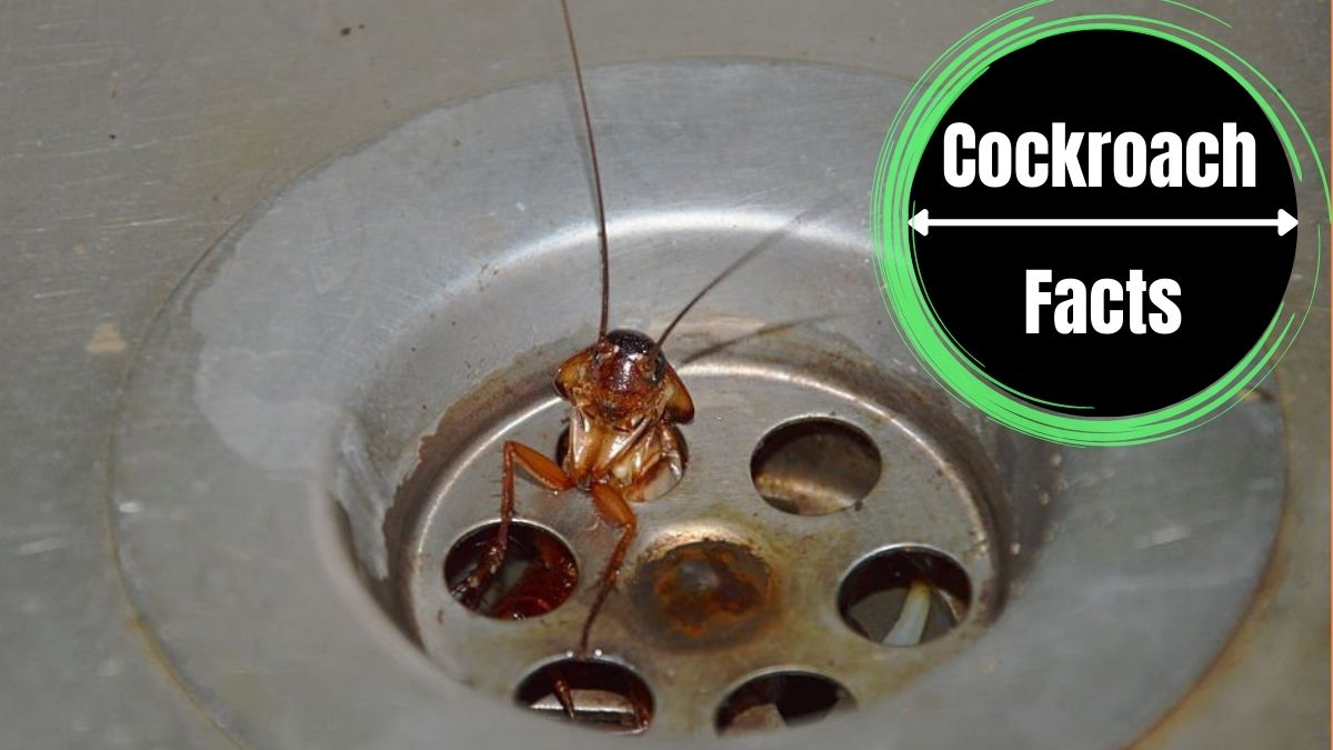 Cockroaches in Dishwasher