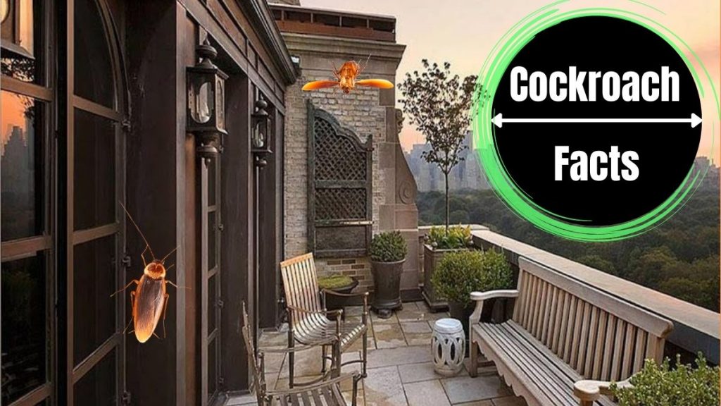 Dealing with Cockroaches in New York & Connecticut The Cockroach Facts