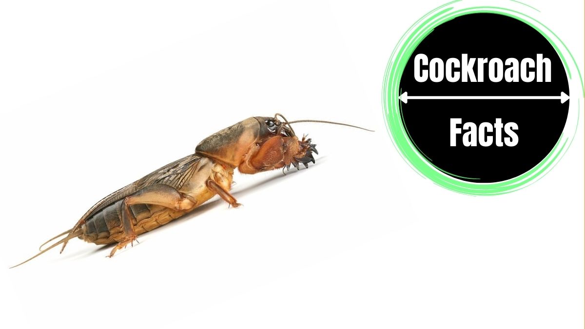 Different Types of Cockroach