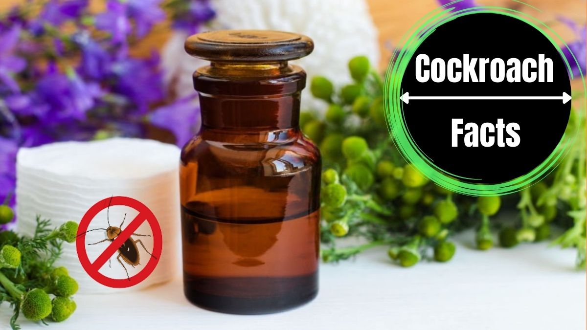 Essential Oils for Cockroaches