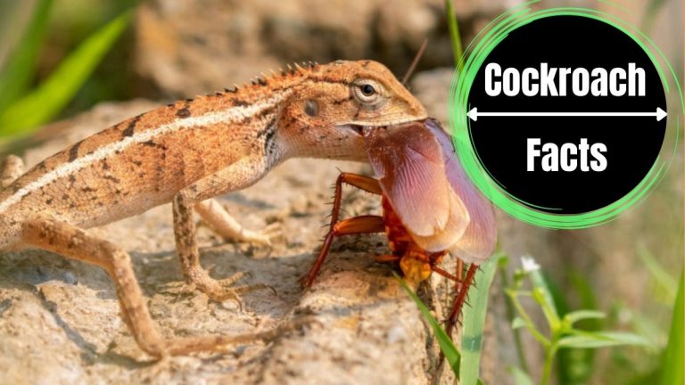 What Eats Cockroaches?