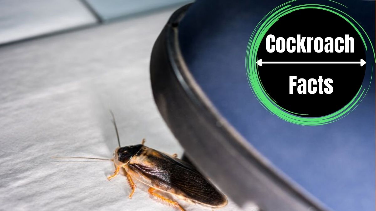Where Do Cockroaches Hide?